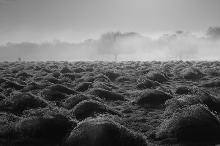 Richmond Park frost and mist