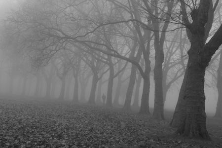 Gladstone Park fog