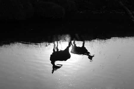 Beverley Brook deer reflection