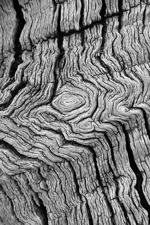 Knotted oak, Richmond Park