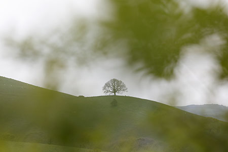 Mangerton Hill, Dorset