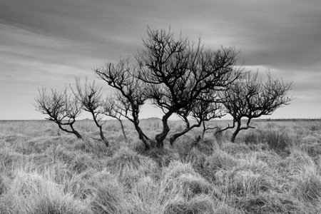 Dartmoor, Devon