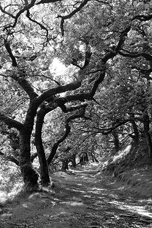 Doone Valley, Exmoor