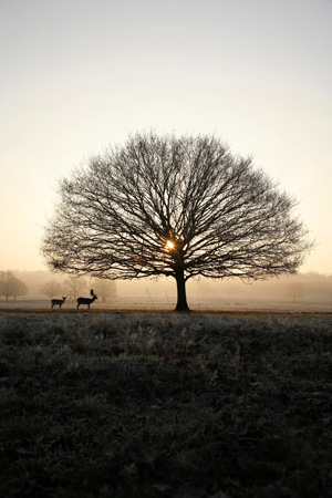 Richmond Park deer