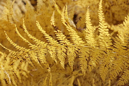 Wimbledon Common bracken