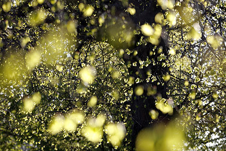 Clapham Common lime tree