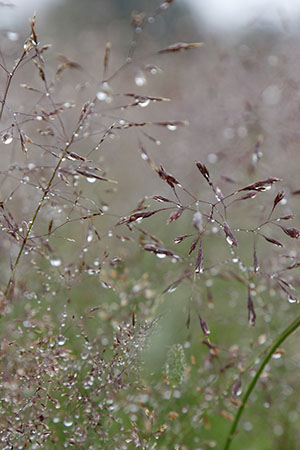 Richmond Park raindrops