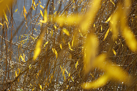 Putney Bridge willow tree