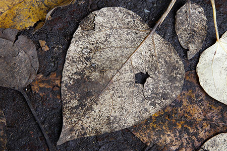 Broken heart - lime leaf on Thames Path, Barnes