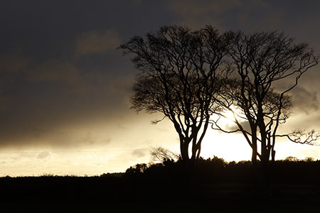 Thornham beech trees, Norfolk