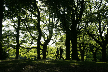 Hampstead Heath