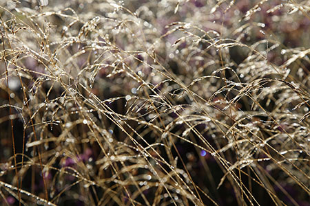 Hankley Common, Surrey