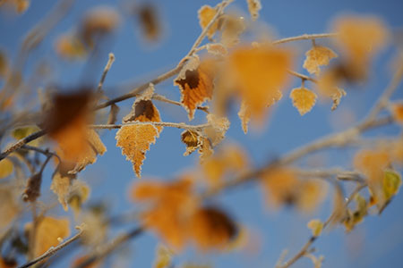 Wimbledon Common silver birch frosted leaves