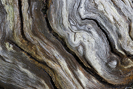 Richmond Park venerable oak (obverse)